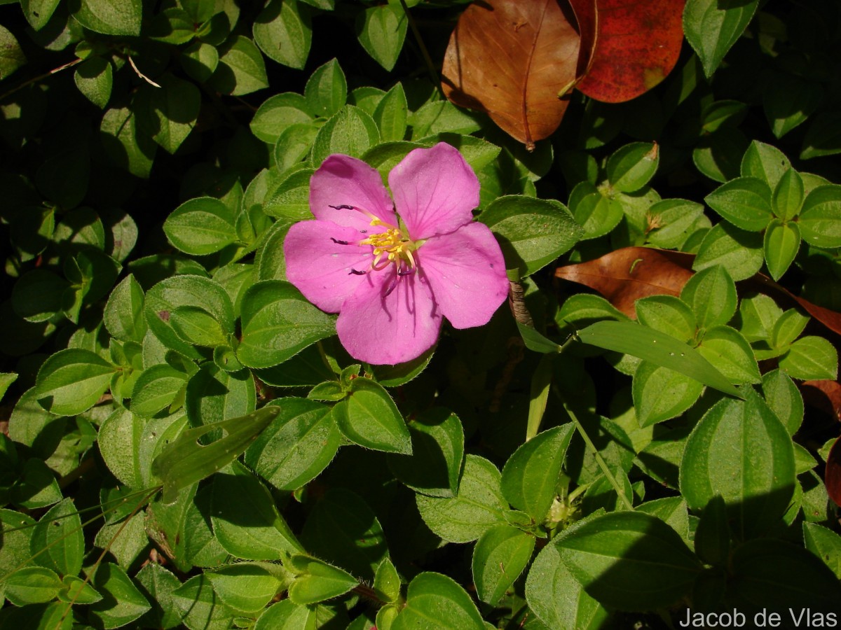 Heterotis rotundifolia (Sm.) Jacq.-Fél.